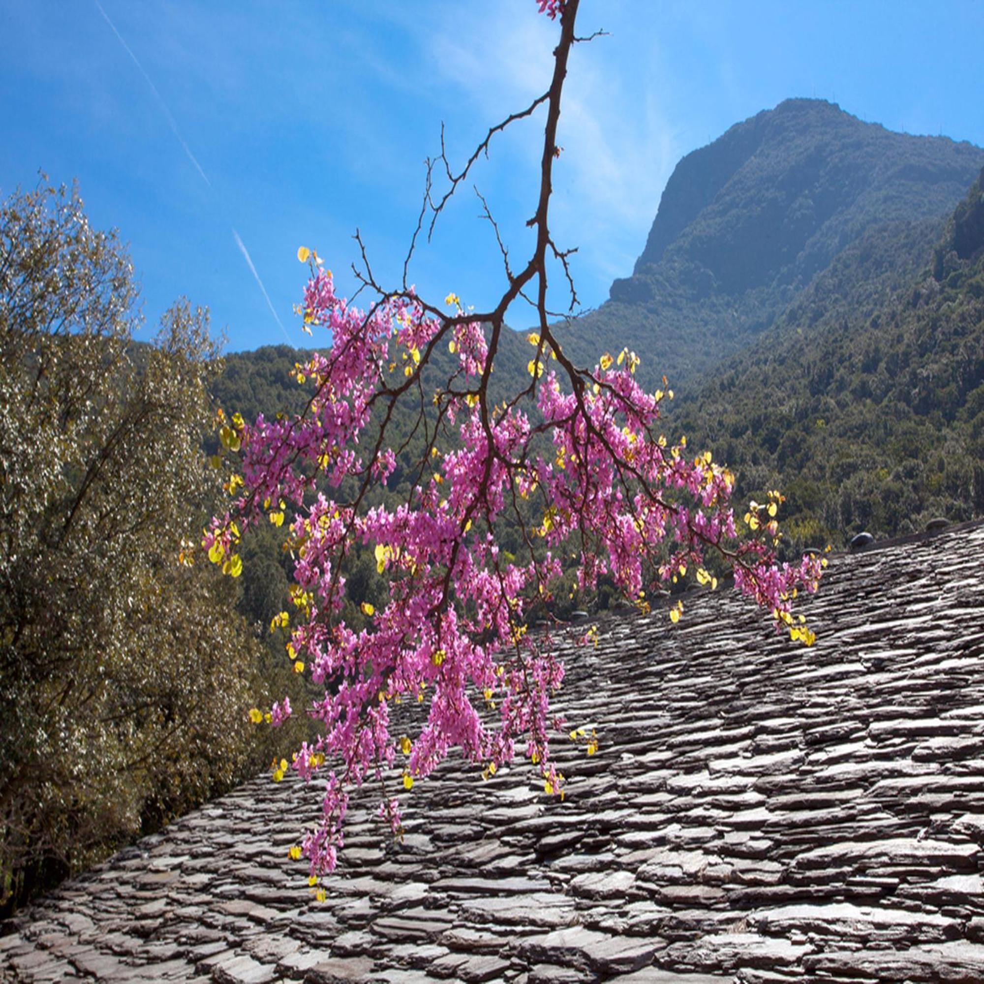 Les Gites Du Cap Corse Nonza Cameră foto